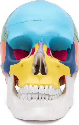Produktbild von Schädel Anatomie Modell lebensgroß 3 teilig didaktisch gefärbt