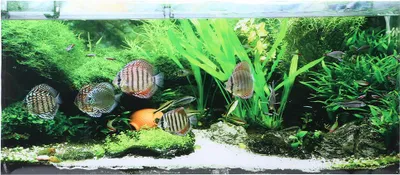 Produktbild von PVC-Klebstoff, Meeresboden, kleine Fische, Wasserpflanzen, Aquarium-Hintergrund, Poster, Aufkleber, Tank-Dekoration, 61 x 30 cm