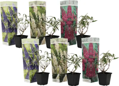Zdjęcie produktu dla Budleja Davida - 6 szt - Buddleja davidii - Wysokość 25-40cm - ⌀9cm