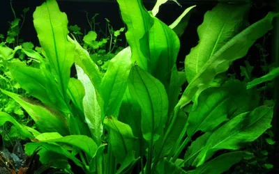 Produktbild von Aquarium Pflanze Echinodorus bleheri Topf Nr.371 AquaOne Aquascape Wasserpflanze
