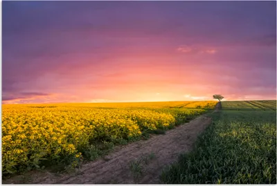 Produktbild von MuchoWow® Poster Blumen - Straße - Himmel - Gelb - Lila - Sonnenuntergang - Natur 60x40 cm - Schlafzimmerdekoration