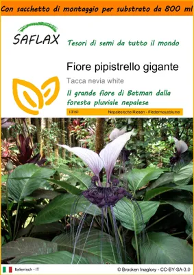 Immagine prodotto di SAFLAX Garden in the bag - Fiore pipistrello gigante - 10 semi - Tacca