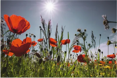 Produktbild von ARTland Wandbild Alu für Innen & Outdoor Mohnblumenwiese I Größe: 60x40 cm