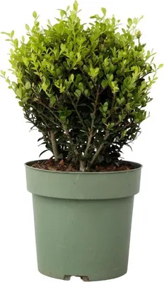 Zdjęcie produktu dla Ostrokrzew bukszpanowy - Ilex crenata 'Jenny' - Wysokość 30-40cm - ⌀17cm