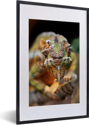 Produktbild von MuchoWow® MuchoWow® Gerahmtes Poster Wissbegieriges Chamäleon 40x60 cm - Poster mit zchwarzem Bilderrahmen - Poster in Rahmen
