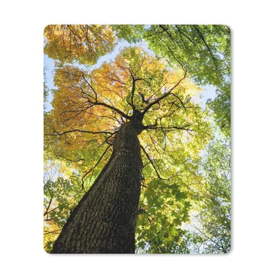 Produktbild von MuchoWow® Mauspad Mousepad Baum - Natur - Wald 30x40 cm - Mousepads - Maus Mat - Pad - Mausunterlage - Mausmatten