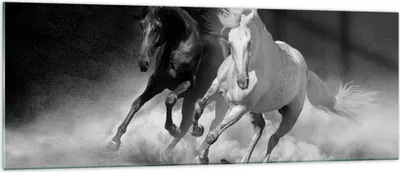 Produktbild von Bilder auf glas - Einteilig - Andalusier Pferde Galopp - 140x50cm - Glasbilder - Wandbilder - Bilder - zum Aufhängen bereit - Wanddekoration aus Glas - Glas Bilder - Wandbild auf Glas - GAB140x50-4240