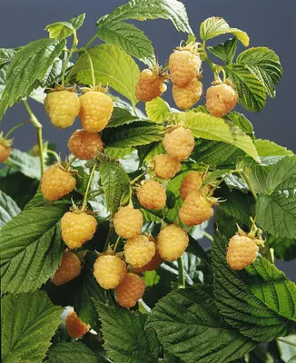 Produktbild von Rubus idaeus 'Golden Queen', Himbeere, gelbfruchtig, 30–40 cm