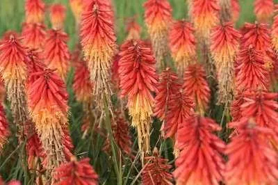Produktbild von 6 x  Kniphofia hybr. 'Papaya Popsicle'® - Fackellilie - Topf 9 x 9 cm
