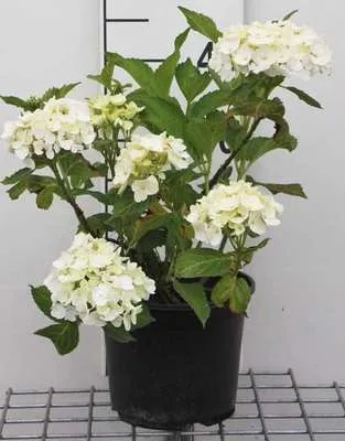 Image de Hydrangea macr. 'Soeur Therese' - Hortensias en conteneur 25- 30 cm
