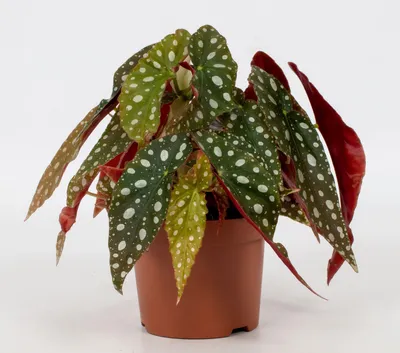 Produktbild von Blattbegonie Polka Dot Zimmerpflanze