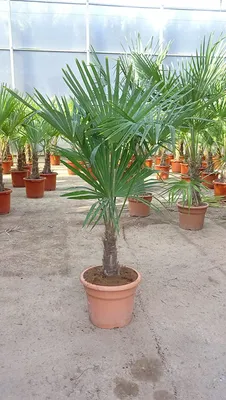 Produktbild von [Palmenlager] XL Trachycarpus fortunei 150 cm / Stamm 40 cm / -17°C / Chin. Hanfpalme