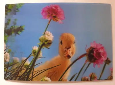 Produktbild von 3 D Ansichtskarte Entenküken, Postkarte Wackelkarte Hologrammkarte Entchen Kücken Ente Blumen