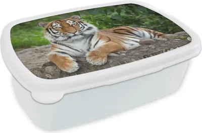 Obrázek produktu pro KitchenYeah® Box na svačinu 17x11 cm Tygr - Příroda - Kameny Dětský box na svačinu - Box na oběd - Děti - Box na sendvič - Školní box - Boxy na oběd