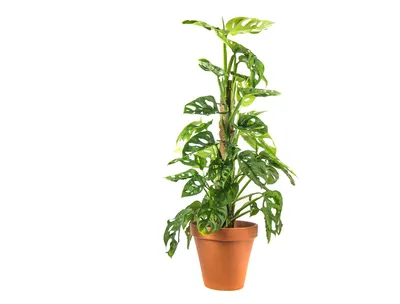 Produktbild von Gardneria Monstera adansonii, auch bekannt als "Affenmaske", mit Kokosnusshalter, Durchmesser 15-16 cm