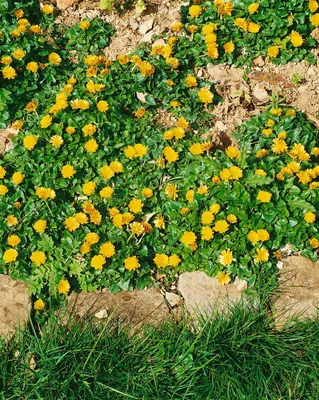 Produktbild von Ranunculus ficaria 'Flore Pleno', Scharbockskraut, gefüllt, ca. 9x9 cm Topf