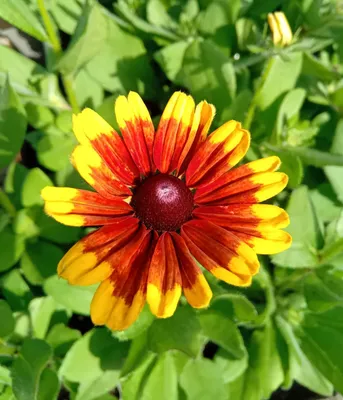 Produktbild von Staude Sonnenhut Rudbeckia Hybrid kissing SmeileyZ im 1 L Topf