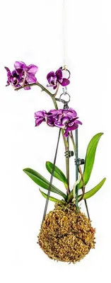 Obrázek produktu pro Gardners Kokedama Phalaenopsis (S)
