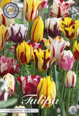 Artikelbild 2 von 'Tulpe Rembrandt Mix (20 Stück)' aus der Kategorie Tulpenzwiebeln