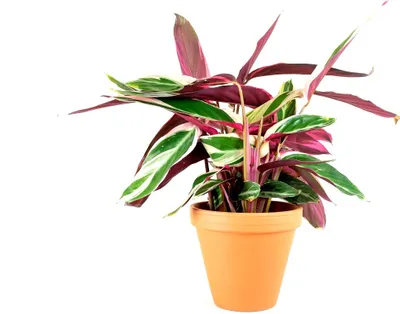 Obrázok produktu pre Gardners Stromanthe Triostar, priemer 14 cm