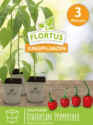 Artikelbild 6 von 'Chilipflanze Ethiopian Peppertree' aus der Kategorie Chilipflanzen