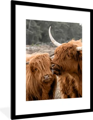 Produktbild von MuchoWow® Gerahmtes Poster Schottische Highlander - Tiere - Liebe 60x80 cm - Poster mit Schwarzem Bilderrahmen Wandposter Rahmen Foto Bilder - Wohnzimmer - Dekorationen - Prämie