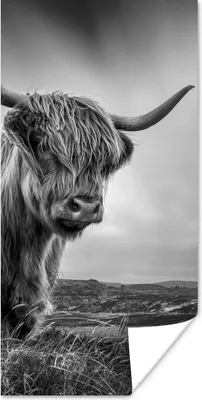 Produktbild von MuchoWow® Poster Kühe - Schottische Hochlandkühe - Natur - Tiere - Schwarz und weiß 20x40 cm - Plakat - Foto