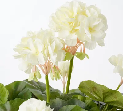 Produktbild von Mica Decorations Geranie Kunstpflanze in Blumentopf - H34 x Ø20 cm - Creme
