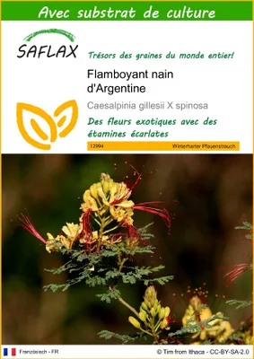 Image de SAFLAX  - Flamboyant nain d'Argentine - 10 graines - Avec substrat - Caesalpinia