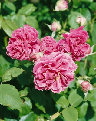 Produktbild von Rosa 'Camelot', Edelrose, rosa, 5-7,5 Liter Container
