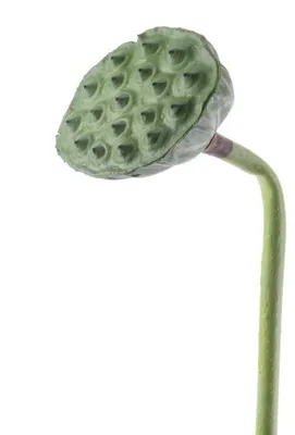 Produktbild von Grüne Kunstblume Lotusfrucht Stiel aus Schaumstoff Ø 7 cm, 84 cm lang