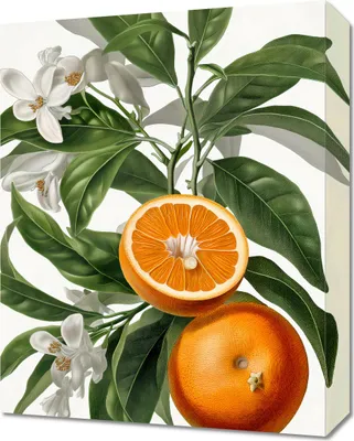 Obrázok produktu pre Obraz 40x50cm Oranžová zrelosť