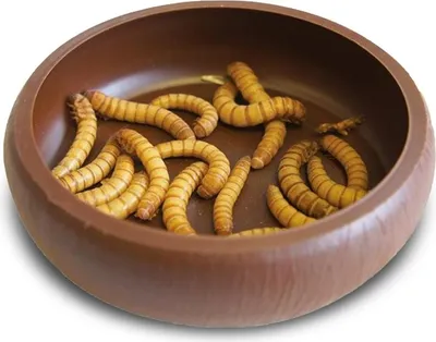 Immagine prodotto di Ciotola per terrario per vermi Komodo 8x8x2cm