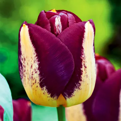 Produktbild von Tulpen Blumenzwiebeln Zwiebeln Blumen Gefüllte Tulpe für Sammler Boston 5 St.