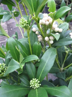Produktbild von Japanische Blütenskimmie Kew White - Skimmia japonica Kew White - 60-80cm