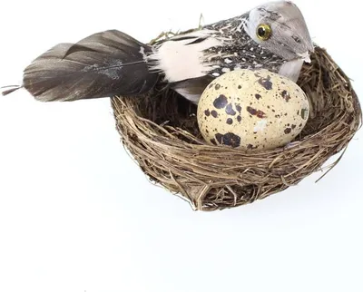 Produktbild von Vogelnest mini Nest mit Vogel Ø7cm + echtem Ei Wachtelei Federn Dekonest Ostern