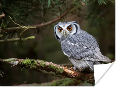 Produktbild von MuchoWow® Poster Eule - Vogel - Äste - Natur 120x90 cm - Wandbild