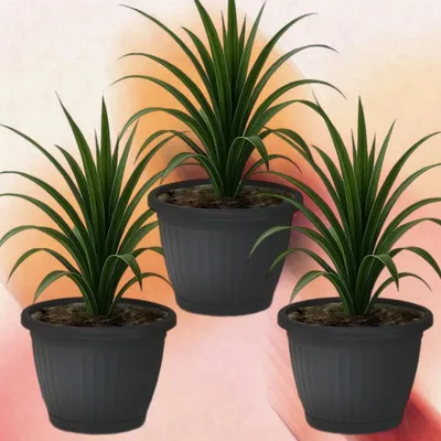 Image de Lot de 3 pots de fleurs anthracite avec bac à eau - résistants aux UV, au froid et durables - 20 x 16 cm