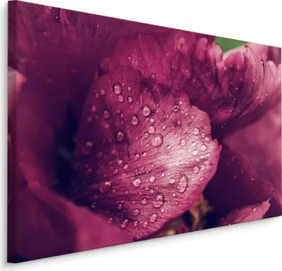 Produktbild von Fabelhafte Canvas LEINWAND BILDER 70x50 cm XXL Kunstdruck Pfingstrosen Blumen Natur