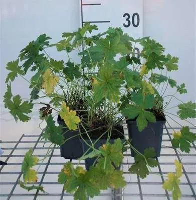 Produktbild von 6 x  Geranium versicolor - Storchschnabel - Topf 9 x 9 cm