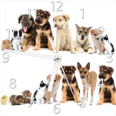 Produktbild von Wallario Design Wanduhr Süße Haustiere - Katzen Hunde Hamster Küken aus Echtglas, Größe 20 x 20 cm