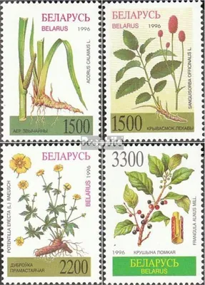 Produktbild von Briefmarken Weißrussland 1996 Mi 158-161 (kompl.Ausg.) postfrisch Heilpflanzen