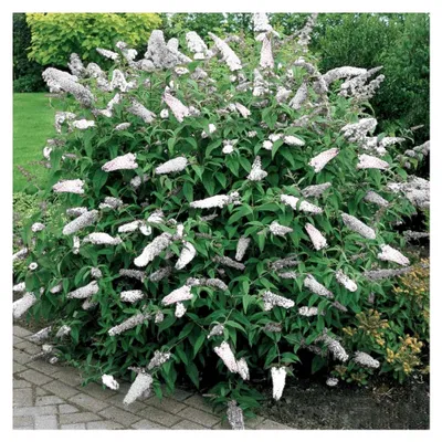 Produktbild von Buddleja davidii Weiß Profusion Schmetterlingsflieder Laubstrauch Gartenpflanze im Topf