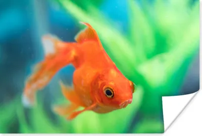 Produktbild von MuchoWow® Poster Goldfisch in einem Süßwasseraquarium 120x80 cm - Bilder
