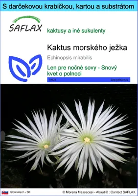 Obrázok produktu pre SAFLAX Darčeková sada - kaktus morského ježka - Echinopsis mirabilis - 40 Semená - S darčekovou krabičkou, prepravným štítkom, darčekovou kartou a pestovateľským médiom