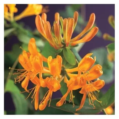 Immagine prodotto di Caprifoglio 60-80 cm Lonicera tellmanniana - Caprifoglio giallo