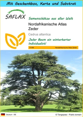 Produktbild von SAFLAX - Geschenk Set - Nordafrikanische Atlas Zeder - 20 Samen - Mit Geschenk- / Versandbox, Versandaufkleber, Geschenkkarte und Anzuchtsubstrat - Cedrus atlantica