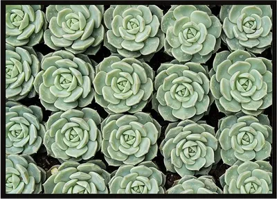 Image de Image Poster dans un cadre 53x73 cm Fleurs P1053