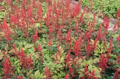 Zdjęcie produktu dla 6 x Astilbe (a) 'Spinell' - spirea okazała - doniczka 9 x 9 cm