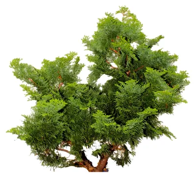 Produktbild von Chamaecyparis obtusa Nana Gracilis Muschelzypresse winterhart 40-50 cm
